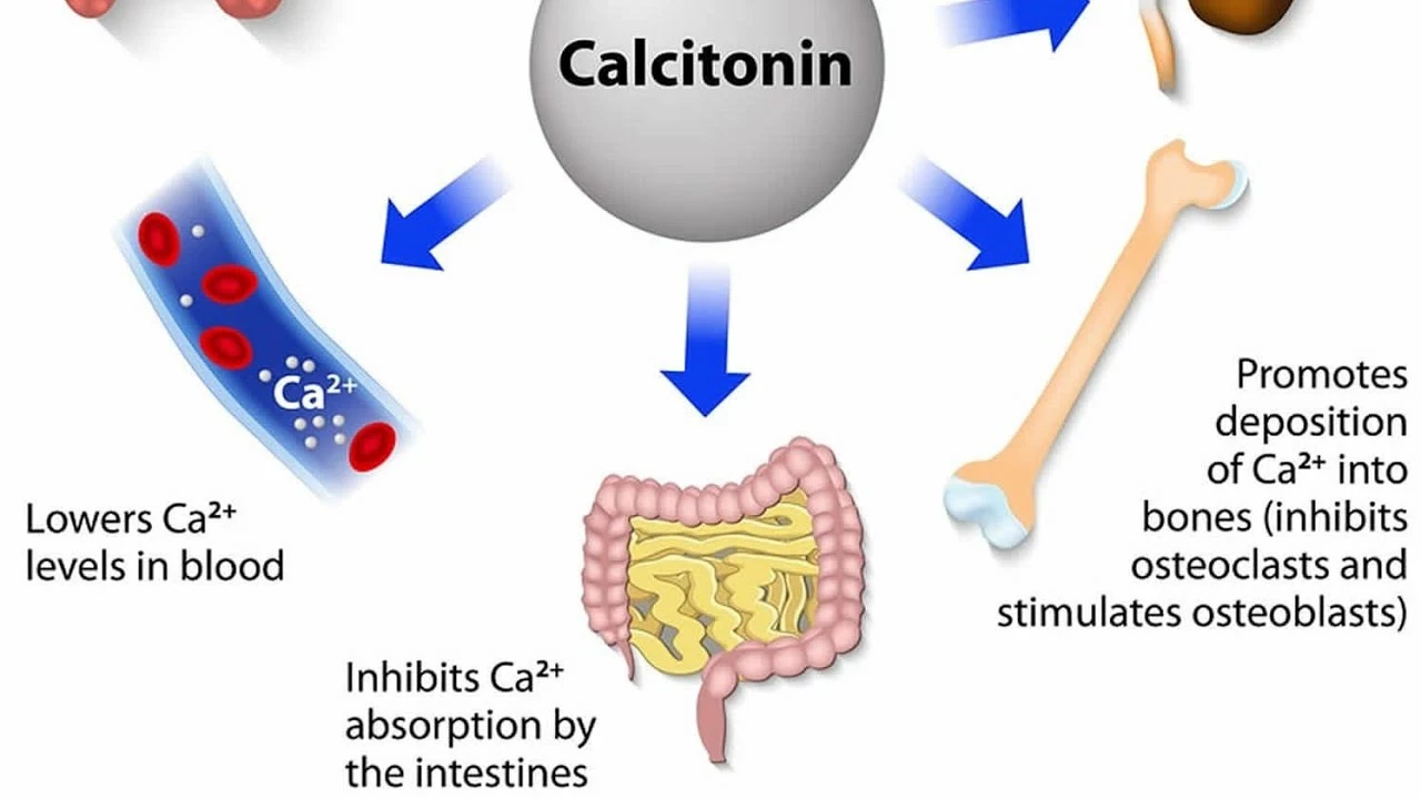 The influence of calcitonin on bone cells and their function